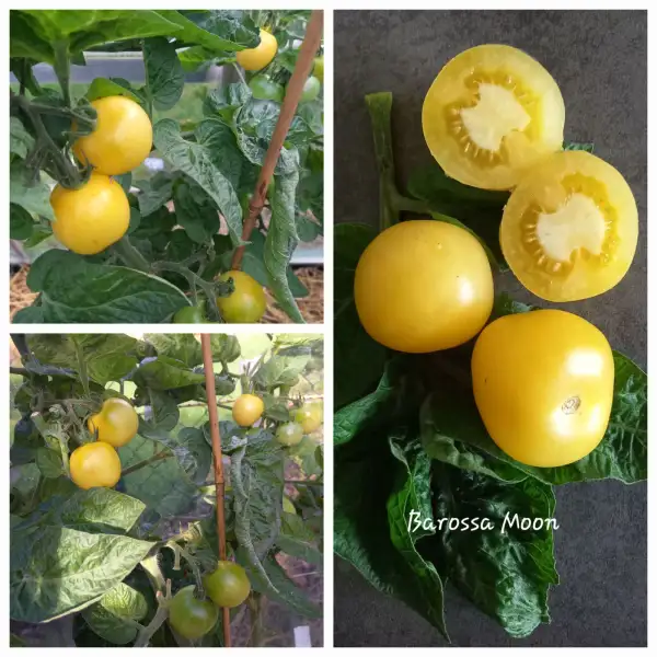Tomaten: Dwarf Barossa Moon