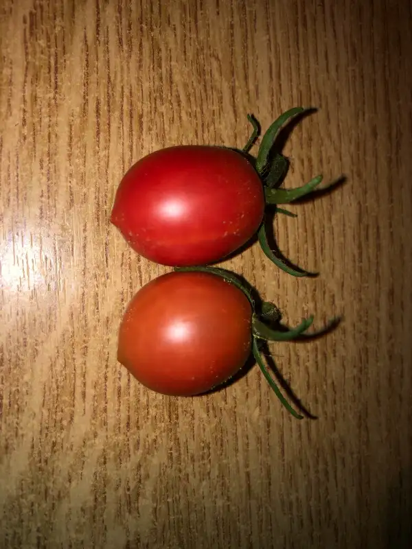 Tomaten: Dwarf Bendigo Blush