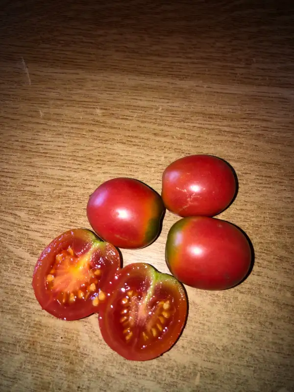 Tomaten: Dwarf Bendigo Dawn