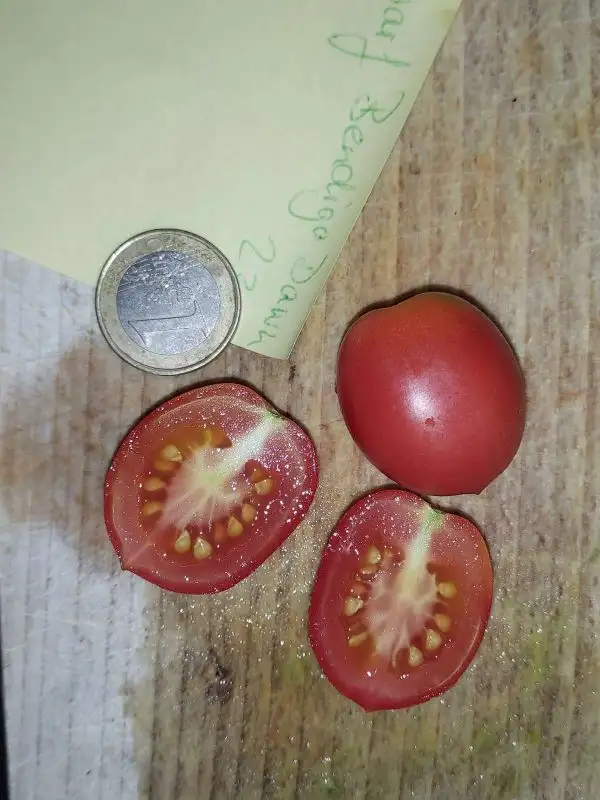 Tomaten: Dwarf Bendigo Dawn