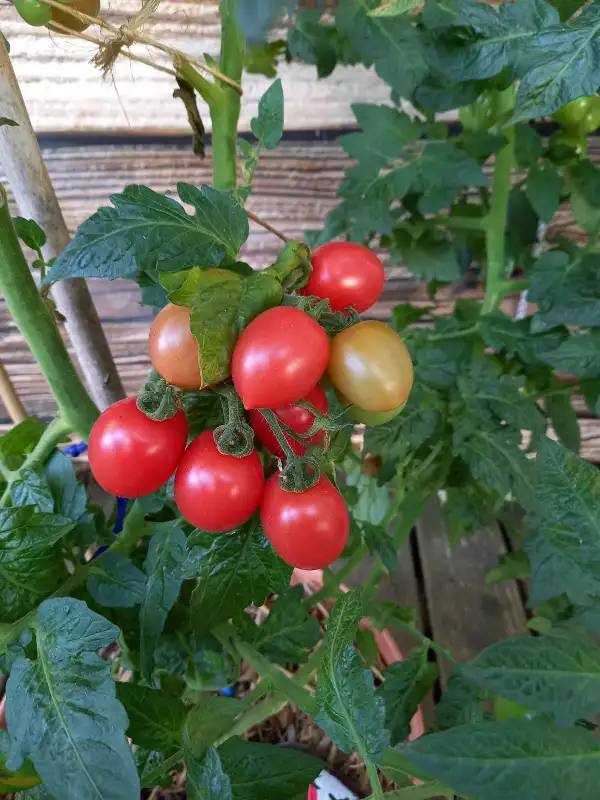 Tomaten: Dwarf Bendigo Drop