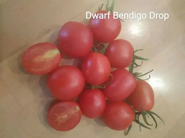 Tomaten: Dwarf Bendigo Drop