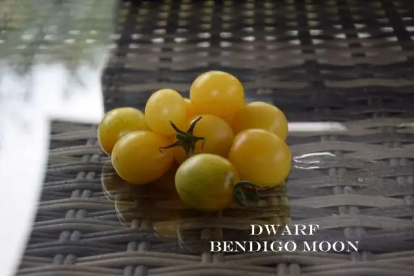 Tomaten: Dwarf Bendigo Moon