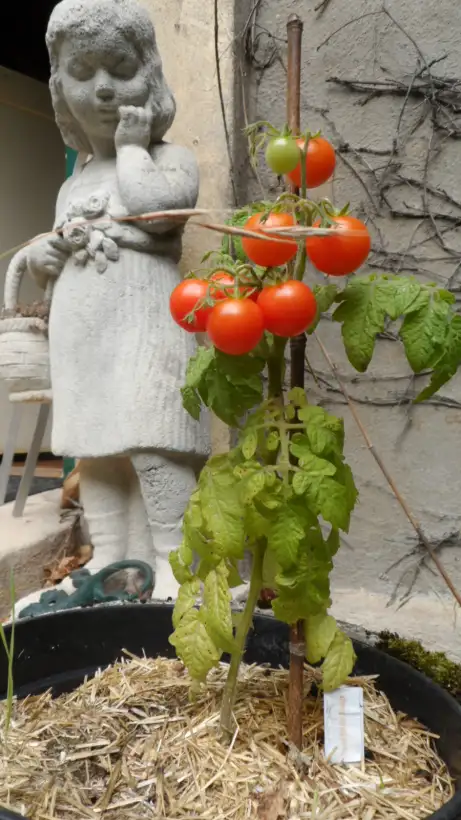 Tomaten: Dwarf Birdie Rouge ( Kat# 2906 )