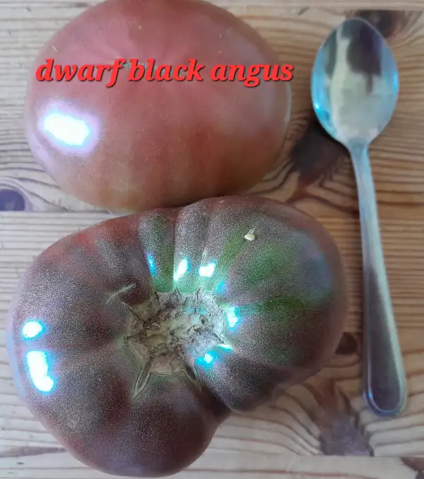 Tomaten: Dwarf Black Angus