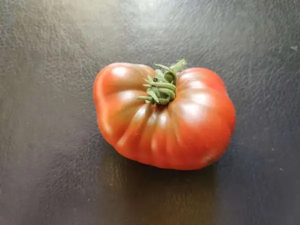 Tomaten: Dwarf Black Angus