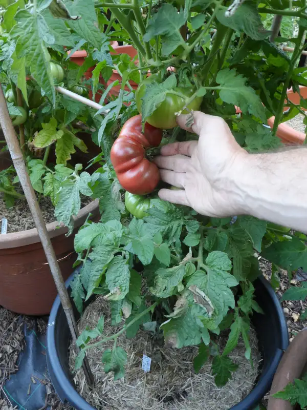 Tomaten: Dwarf Black Angus ( Kat# 2150 )