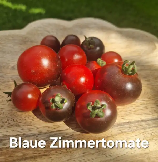 Tomaten: Dwarf blaue Zimmertomate