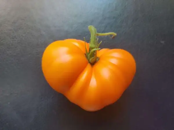 Tomaten: Dwarf Blazing Beauty