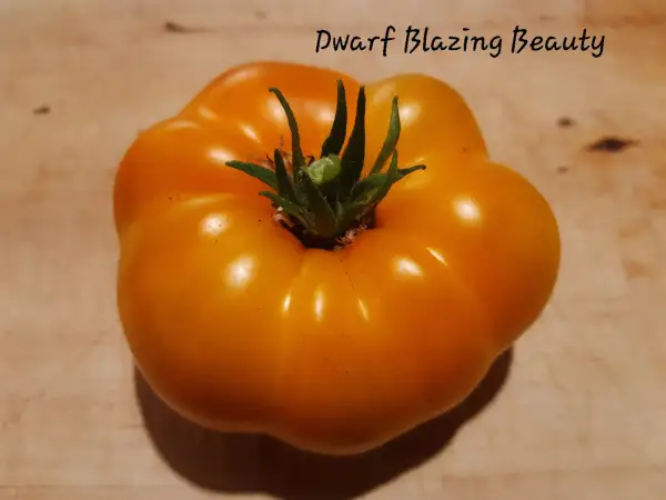 Tomaten: Dwarf Blazing Beauty