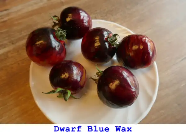 Tomaten: Dwarf Blue Wax