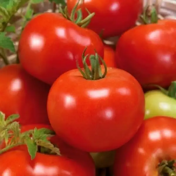 Tomaten: Dwarf Bohun, Zwergfeldtomate