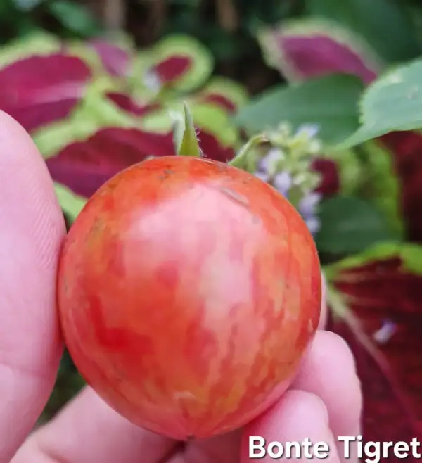 Tomaten: Dwarf Bonte Tigret