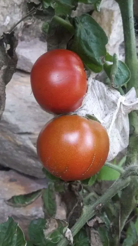 Tomaten: Dwarf Bundaberg Rumball