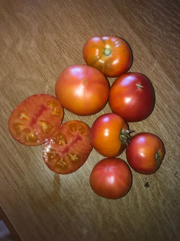 Tomaten: Dwarf Caitydid