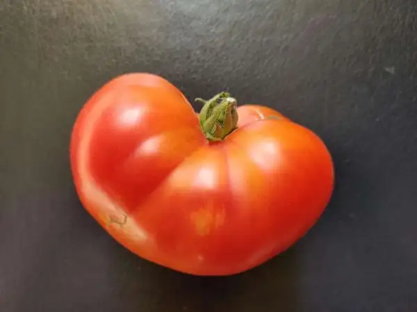 Tomaten: Dwarf Caitydid