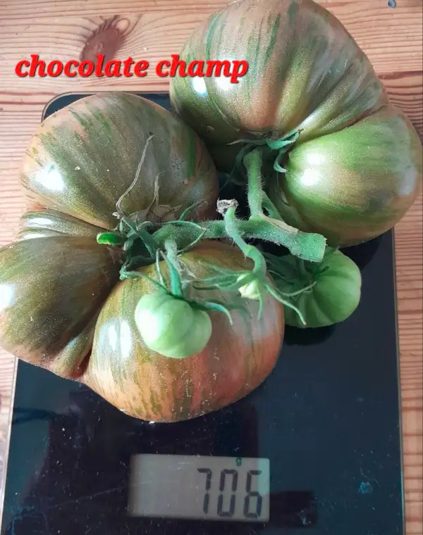 Tomaten: Dwarf Chocolate Champion