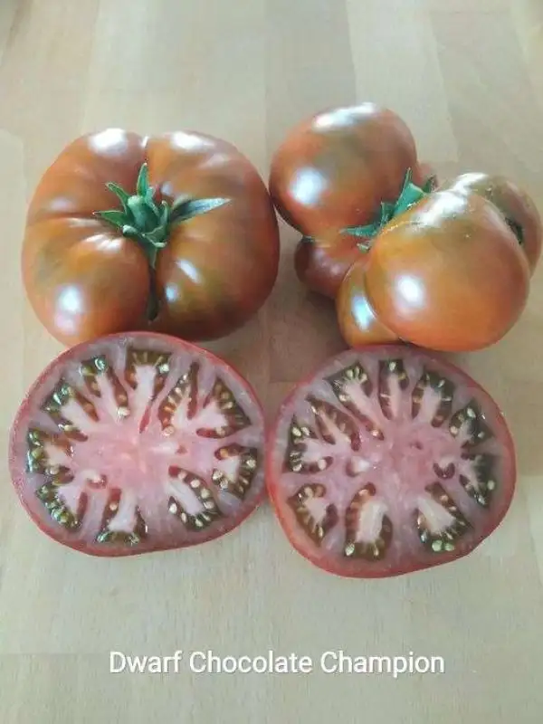 Tomaten: Dwarf Chocolate Champion