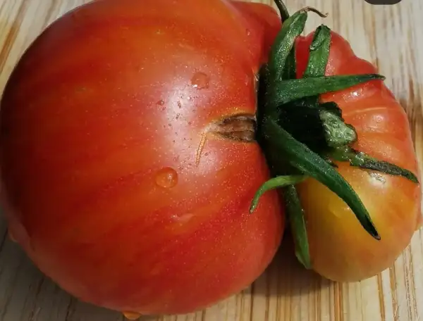 Tomaten: Dwarf Confetti