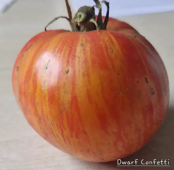 Tomaten: Dwarf Confetti