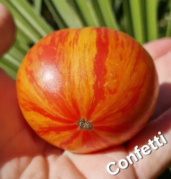 Tomaten: Dwarf Confetti