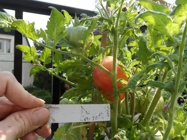 Tomaten: Dwarf Confetti ( Kat# 2111 )