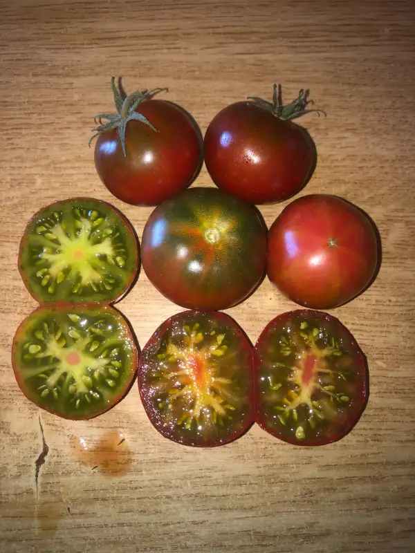 Tomaten: Dwarf Cooperhead