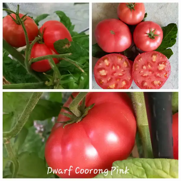Tomaten: Dwarf Coorong Pink