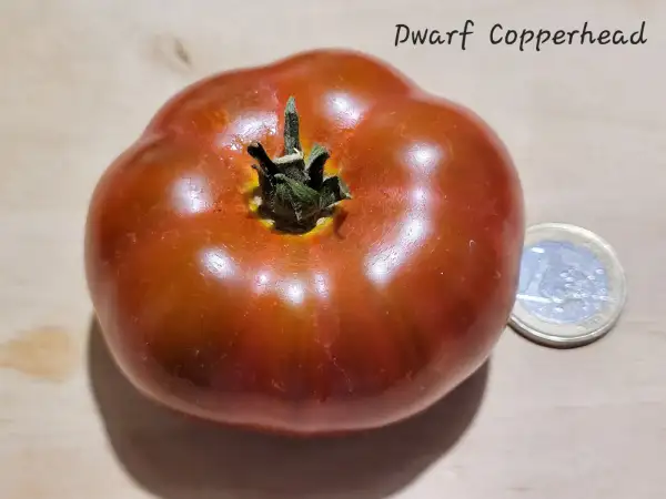 Tomaten: Dwarf Copperhead