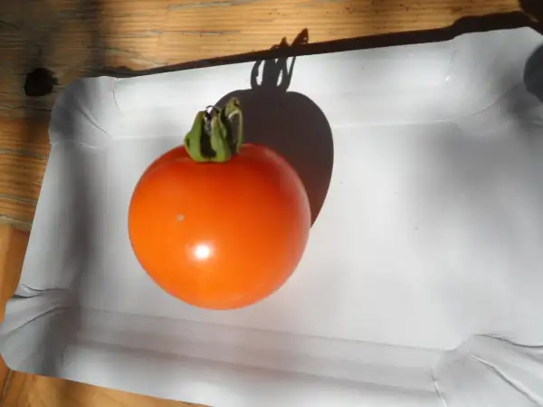 Tomaten: Dwarf Costal Pride Orange ( Kat# 2155 )