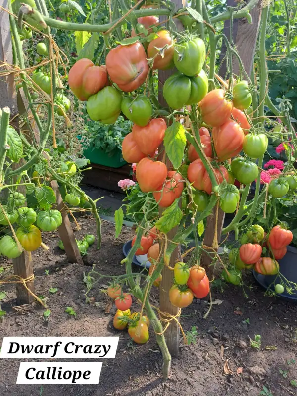 Tomaten: Dwarf Crazy Calliope