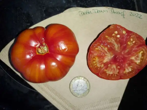 Tomaten: Dwarf Delta Dawn