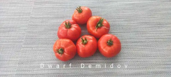 Tomaten: Dwarf Demidov