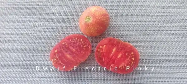 Tomaten: Dwarf Electric Pinky