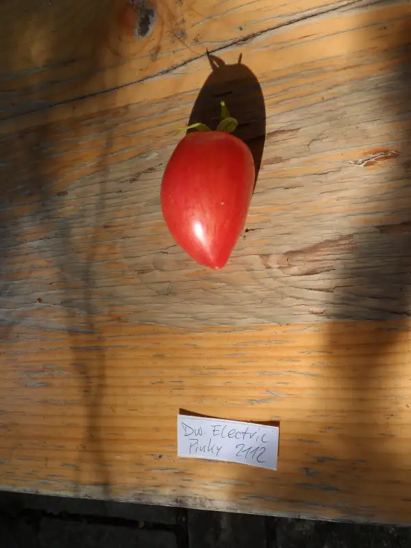 Tomaten: Dwarf Electric Pinky ( Kat# 2112 )