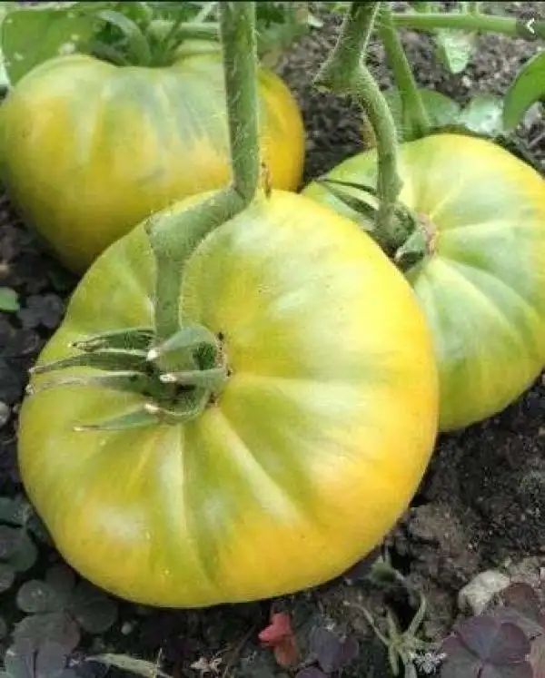 Tomaten: Dwarf Emerald Giant