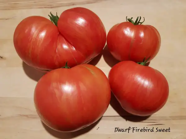 Tomaten: Dwarf Firebird Sweet