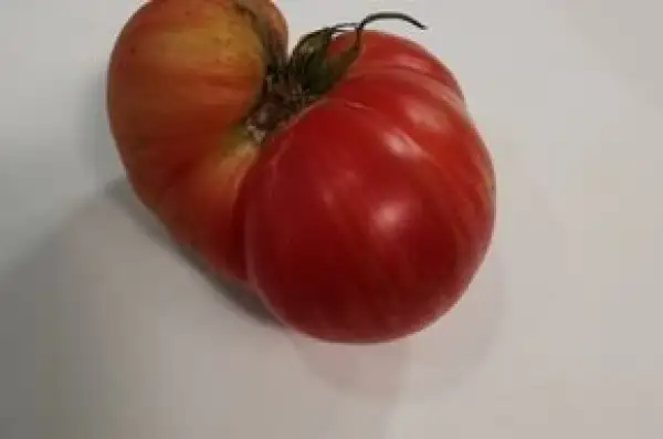 Tomaten: Dwarf Firebird Sweet