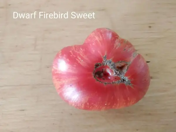 Tomaten: Dwarf Firebird Sweet