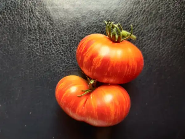 Tomaten: Dwarf Firebird Sweet