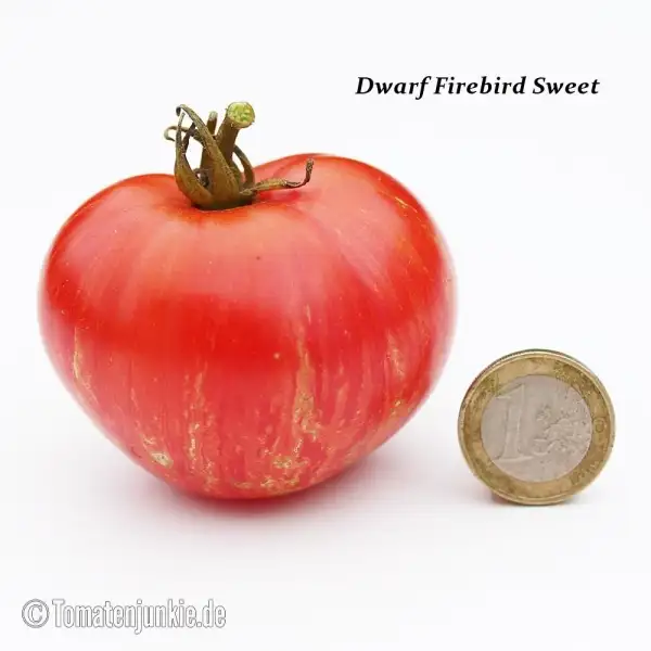 Tomaten: Dwarf Firebird Sweet