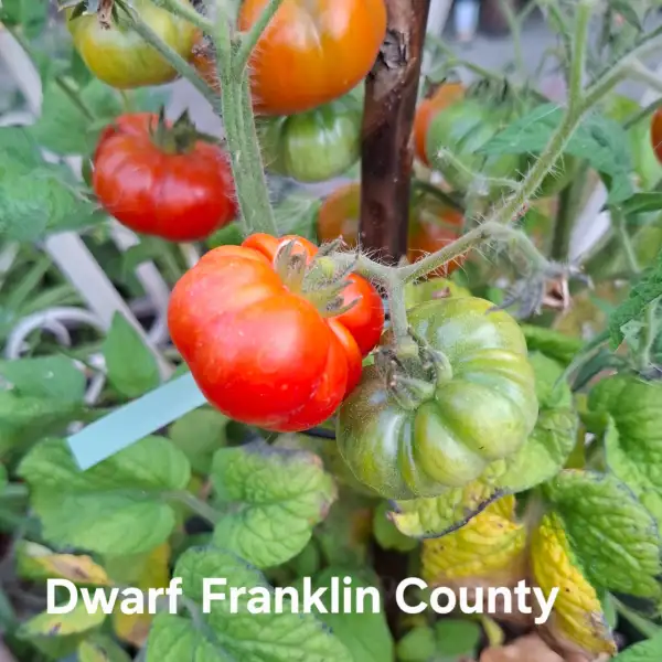 Tomaten: Dwarf Franklin County