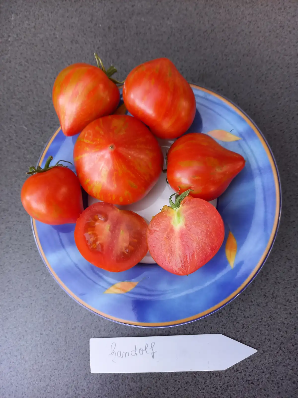 Tomaten: Dwarf Gandolf