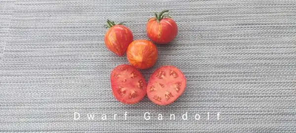 Tomaten: Dwarf Gandolf