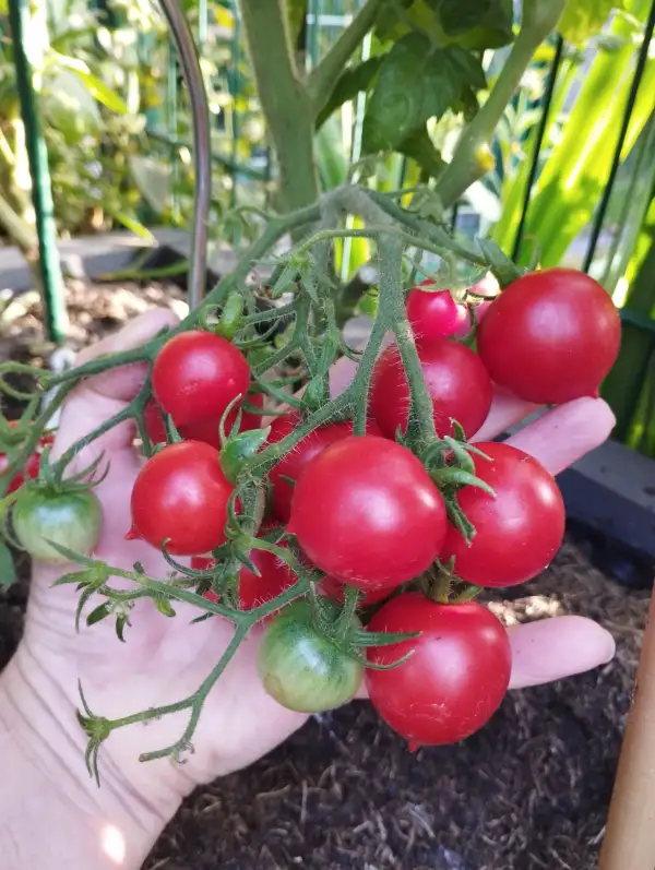 Tomaten: Dwarf Geranium Kiss