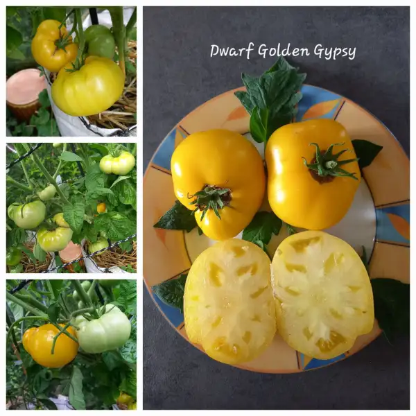 Tomaten: Dwarf Golden Gypsy