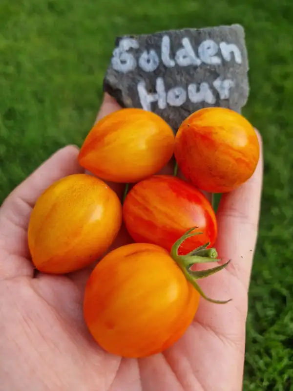 Tomaten: Dwarf Golden Hour