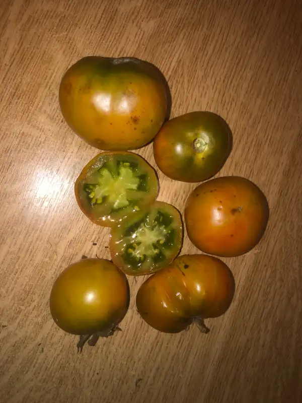 Tomaten: Dwarf Grandpa Gary