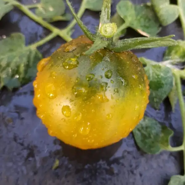 Tomaten: Dwarf Green Martian