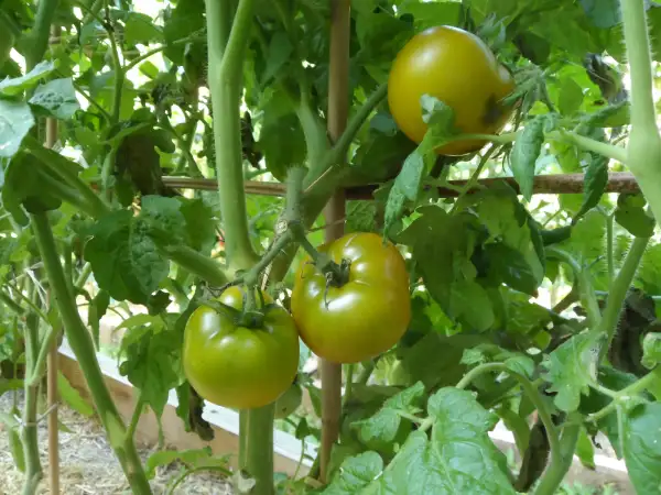Tomaten: Dwarf Green Martian ( Kat# 2113 )